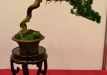 Enzo Ferrari, Šveicarija, Kininis kadagys 'Itoigawa' (Juniperus chinensis 'Itoigawa'), indas - Tokoname