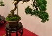 Enzo Ferrari, Šveicarija, Kininis kadagys 'Itoigawa' (Juniperus chinensis 'Itoigawa'), indas - Tokoname