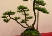 Mario Pedrazzetti, Šveicarija, Kalninė pušis (Pinus mugo), indas - Cantú, Italija