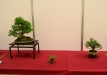 Mario Pedrazzetti, Šveicarija, Triskiautis klevas (Acer burgerianum), indas - Cantú, Italija