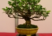Mario Pedrazzetti, Šveicarija, Triskiautis klevas (Acer burgerianum), indas - Cantú, Italija
