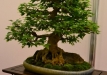 Mario Pedrazzetti, Šveicarija, Triskiautis klevas (Acer burgerianum), indas - Cantú, Italija