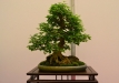 Mario Pedrazzetti, Šveicarija, Triskiautis klevas (Acer burgerianum), indas - Cantú, Italija