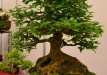 Mario Pedrazzetti, Šveicarija, Triskiautis klevas (Acer burgerianum), indas - Cantú, Italija