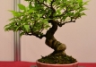 Nicola Crivelli, Šveicarija, Azijinė vaisuolė (Callicarpa bodinieri), indas - Aiba Koyo, Japonija