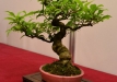 Nicola Crivelli, Šveicarija, Azijinė vaisuolė (Callicarpa bodinieri), indas - Aiba Koyo, Japonija