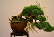 Nicola Crivelli, Šveicarija, Kininis kadagys (Juniperus chinensis), indas - Thom Benda