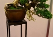 Nicola Crivelli, Šveicarija, Kininis kadagys (Juniperus chinensis), indas - Thom Benda