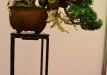 Nicola Crivelli, Šveicarija, Kininis kadagys (Juniperus chinensis), indas - Thom Benda