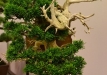 Nicola Crivelli, Šveicarija, Kininis kadagys (Juniperus chinensis), indas - Thom Benda