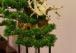 Nicola Crivelli, Šveicarija, Kininis kadagys (Juniperus chinensis), indas - Thom Benda