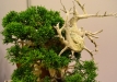 Nicola Crivelli, Šveicarija, Kininis kadagys (Juniperus chinensis), indas - Thom Benda