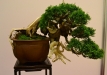 Nicola Crivelli, Šveicarija, Kininis kadagys (Juniperus chinensis), indas - Thom Benda