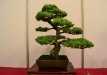 Enzo Ferrari, Šveicarija, Japoniška baltoji pušis (Pinus penthaphylla), indas - Kinija