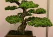 Enzo Ferrari, Šveicarija, Japoniška baltoji pušis (Pinus penthaphylla), indas - Kinija