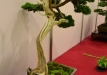 Nicola Crivelli, Šveicarija, Kininis kadagys (Juniperus chinensis), indas - Tokoname