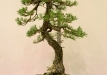 Libor Slatinka, Čekija, Paprastoji pušis (Pinus sylvestris), indas - Klika&Kuratková