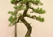 Libor Slatinka, Čekija, Paprastoji pušis (Pinus sylvestris), indas - Klika&Kuratková