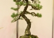 Libor Slatinka, Čekija, Paprastoji pušis (Pinus sylvestris), indas - Klika&Kuratková