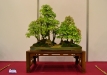 Libor Slatinka, Čekija, Triskiautis klevas (Acer burgerianum), indas - Tom Benda