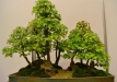 Libor Slatinka, Čekija, Triskiautis klevas (Acer burgerianum), indas - Tom Benda
