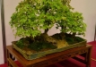Libor Slatinka, Čekija, Triskiautis klevas (Acer burgerianum), indas - Tom Benda