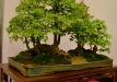 Libor Slatinka, Čekija, Triskiautis klevas (Acer burgerianum), indas - Tom Benda