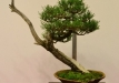 Libor Došek, Čekija, Kalninė pušis (Pinus mugo subsp. uncinata), indas - Klika&Kuratková