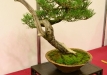 Libor Došek, Čekija, Kalninė pušis (Pinus mugo subsp. uncinata), indas - Klika&Kuratková