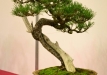 Libor Došek, Čekija, Kalninė pušis (Pinus mugo subsp. uncinata), indas - Klika&Kuratková