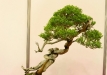 Oldřich Kašpar, Čekija, Kazokinis kadagys (Juniperus sabina), indas - Tom Benda