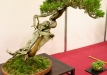 Oldřich Kašpar, Čekija, Kazokinis kadagys (Juniperus sabina), indas - Tom Benda