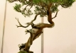 Oldřich Kašpar, Čekija, Kazokinis kadagys (Juniperus sabina), indas - Tom Benda
