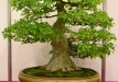 Jan Bučil, Triskiautis klevas (Acer burgerianum), indas - Isabelia