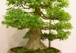 Jan Bučil, Triskiautis klevas (Acer burgerianum), indas - Isabelia