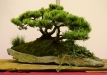 Miroslav Horský, Čekija, Kalninė pušis (Pinus mugo)