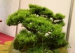 Miroslav Horský, Čekija, Kalninė pušis (Pinus mugo)