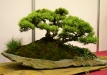 Miroslav Horský, Čekija, Kalninė pušis (Pinus mugo)
