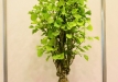 Jiři Procházka, Čekija, Dviskiautis ginkmedis (Ginkgo biloba), indas - Japonija