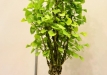 Jiři Procházka, Čekija, Dviskiautis ginkmedis (Ginkgo biloba), indas - Japonija