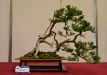 Oldřich Kašpar, Čekija, Kazokinis kadagys (Juniperus sabina), indas - Klika&Kuratková
