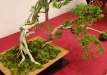 Oldřich Kašpar, Čekija, Kazokinis kadagys (Juniperus sabina), indas - Klika&Kuratková