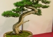 Libor Došek, Čekija, Kalninė pušis (Pinus mugo subsp. uncinata), indas - Klika&Kuratková