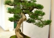Libor Došek, Čekija, Kalninė pušis (Pinus mugo subsp. uncinata), indas - Klika&Kuratková
