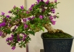 Miroslav Horský, Čekija, Plikoji bugenvilija (Bougenvilea glabra), indas - Klika&Kuratková