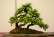 Jiři Procházka, Čekija, Europinis maumedis (Larix decidua)