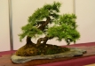 Jiři Procházka, Čekija, Europinis maumedis (Larix decidua)