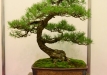 Miroslav Horský, Čekija, Kalninė pušis (Pinus mugo)
