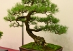 Miroslav Horský, Čekija, Kalninė pušis (Pinus mugo)