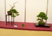 Herbert Obermayer, Vokietija, Kazokinis kadagys (Juniperus sabina) ir Korėjinis skroblas (Caprinus coreana)
